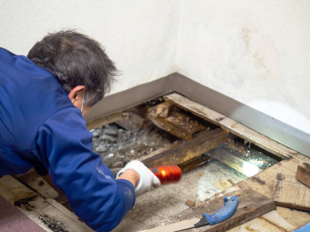 Best Best Mold Removal Companies  in Crosby, MN