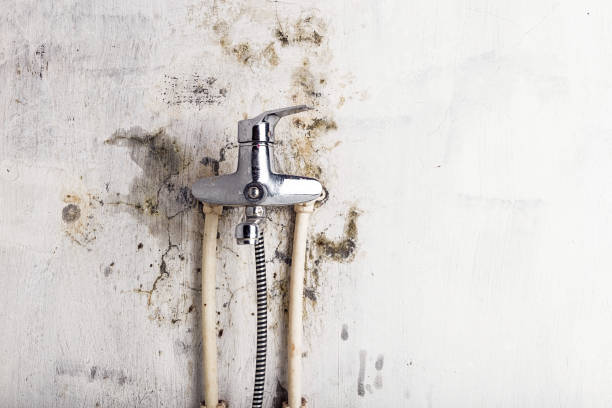 Best Same-Day Mold Removal  in Crosby, MN