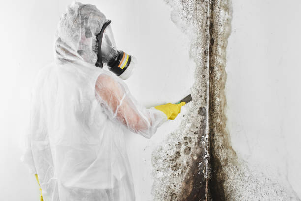 Best Black Mold Removal  in Crosby, MN