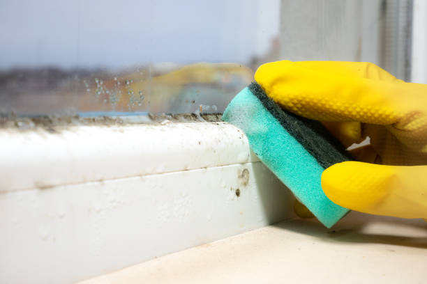 Best Water Damage Restoration  in Crosby, MN