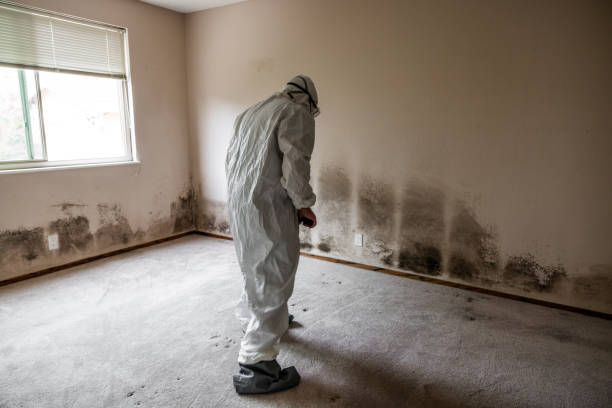 Best Emergency Mold Removal  in Crosby, MN