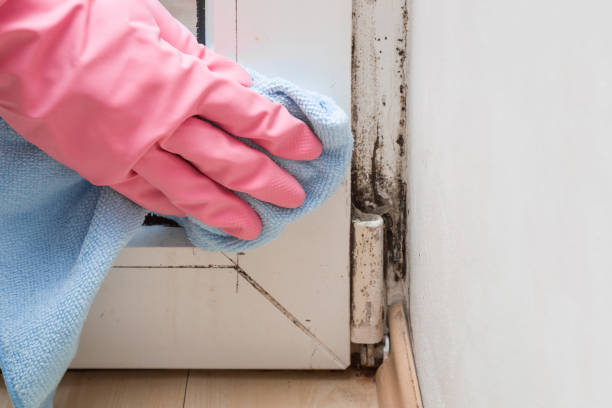 Mold Removal and Inspection in Crosby, MN