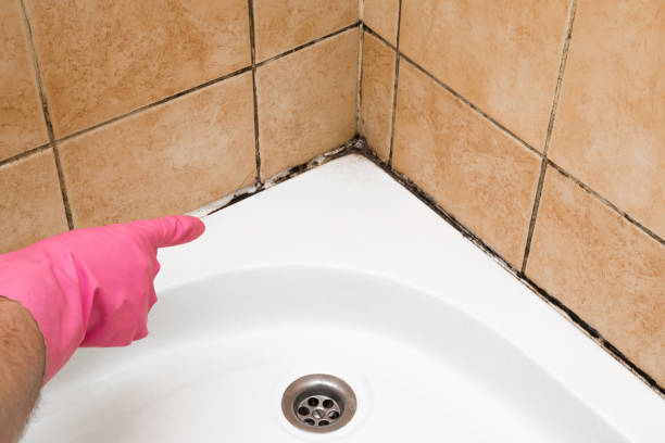 Best Office Mold Removal Services  in Crosby, MN